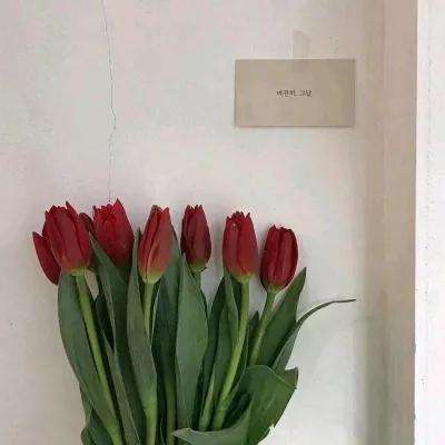 狗狗呼叫喵星4399最新版下载